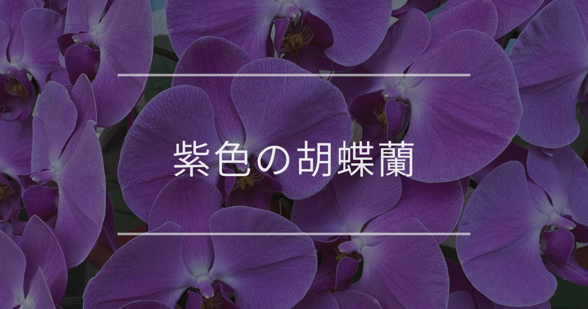 紫色の胡蝶蘭｜ギフトにおすすめな理由と喜ばれるシーンを解説