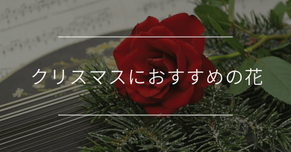 クリスマスにおすすめの花｜鉢植えと切花の種類