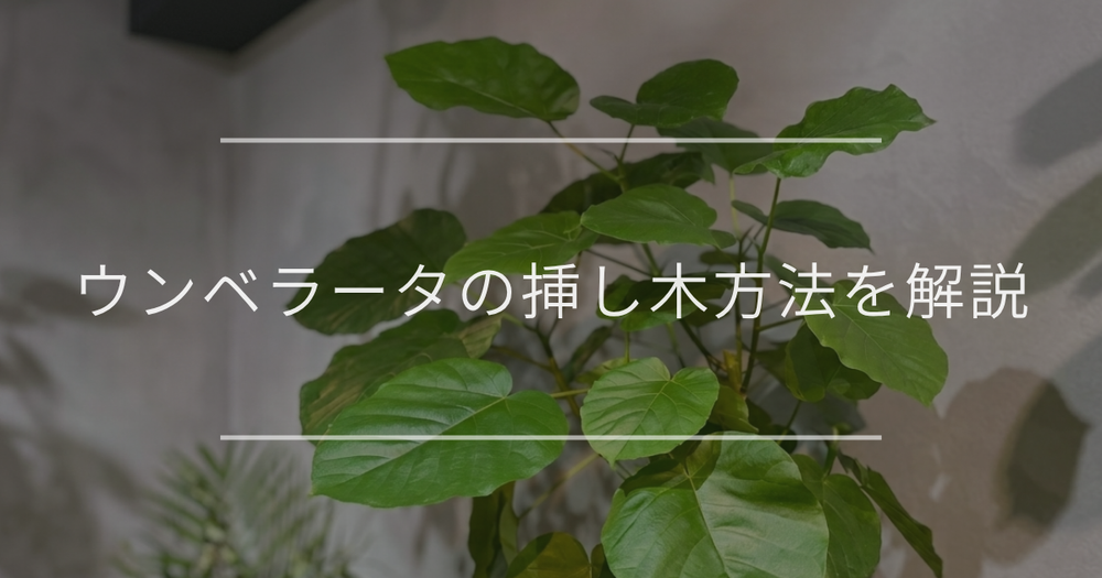 ウンベラータの挿し木の手順、切る場所、おすすめの土についても解説