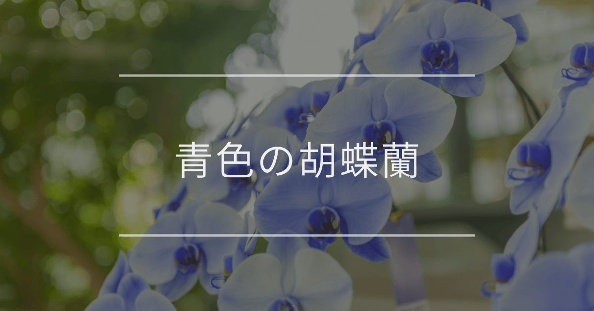 青い胡蝶蘭｜特別な贈り物にふさわしい意味と種類を紹介