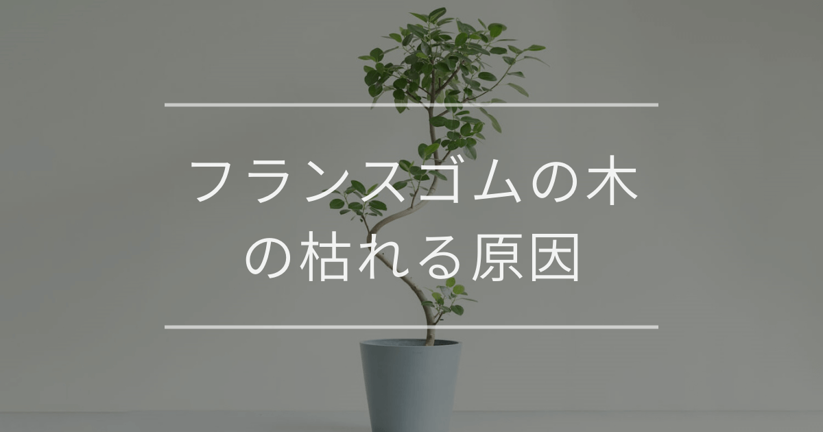 フランスゴムの木の枯れる原因