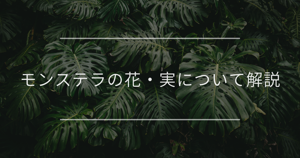 モンステラの花・実を咲かせる方法とポイントについて解説