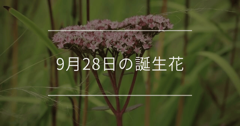 9月28日の誕生花：フジバカマ・シオンの花言葉など