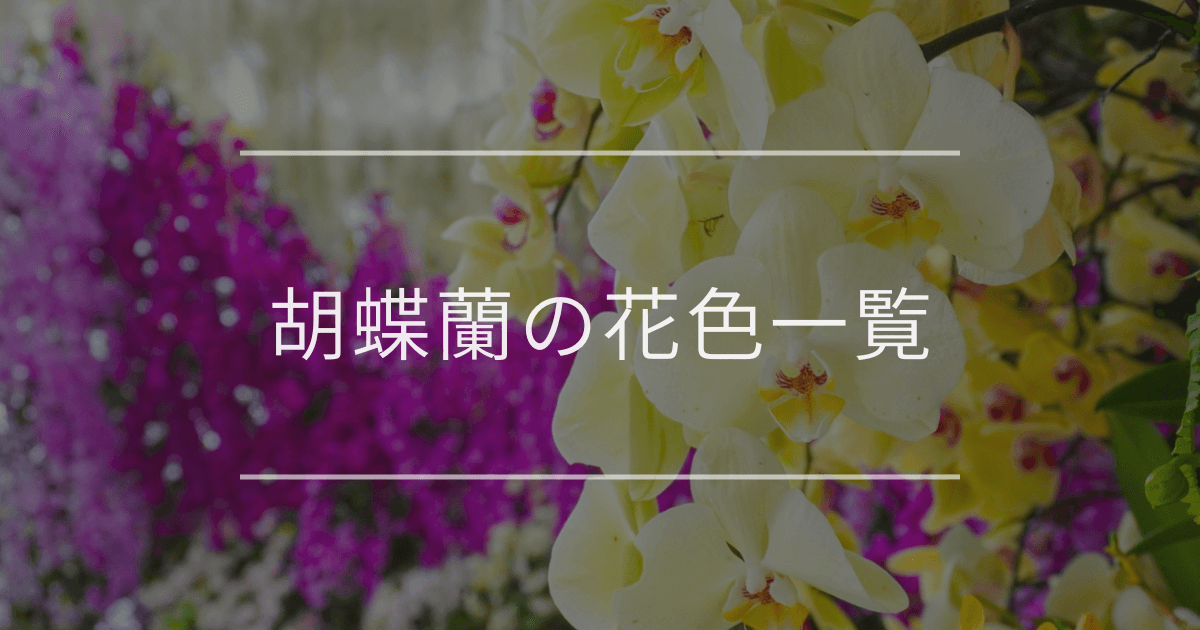 胡蝶蘭の花色一覧｜贈るシーンに合う色の選び方や意味、花言葉