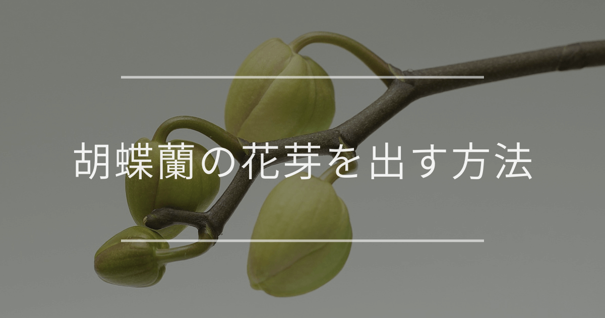 胡蝶蘭の花芽を出す方法｜条件や時期、管理とコツを解説