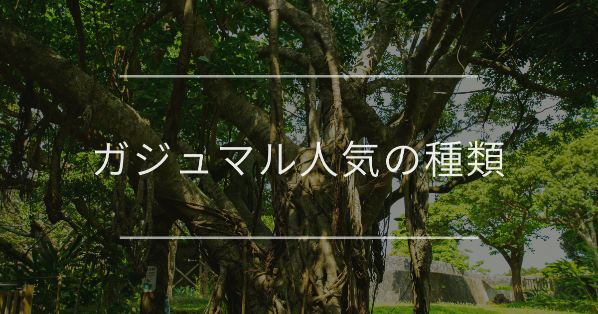 ガジュマル人気の種類・選び方のコツを解説 | 観葉植物の通販 AND
