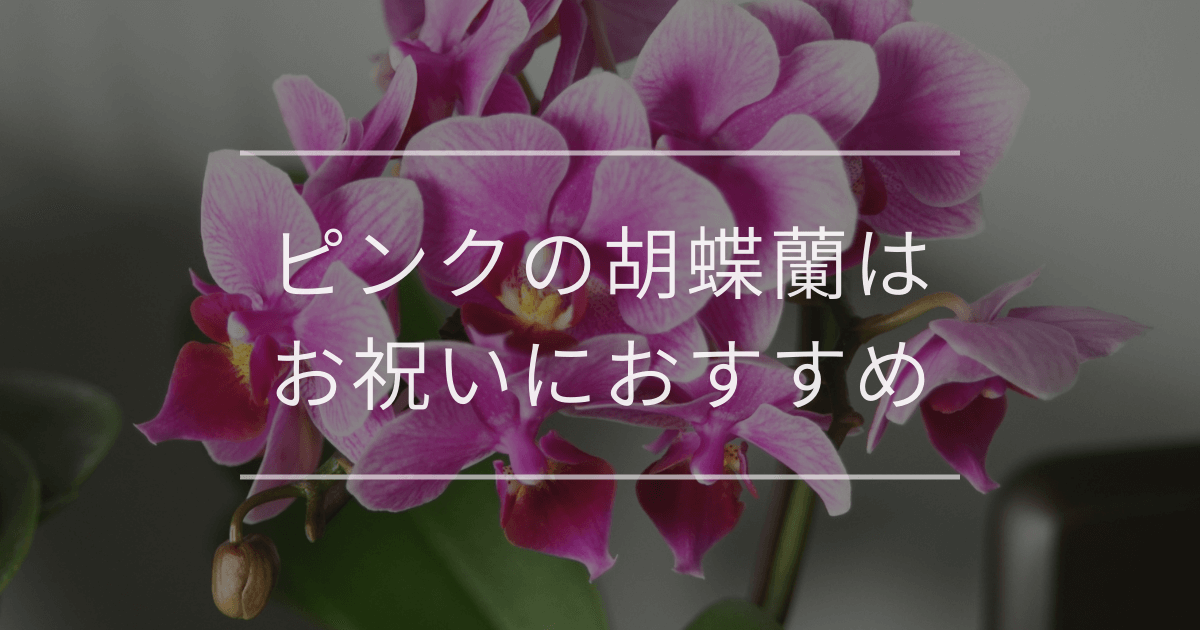 ピンクの胡蝶蘭はお祝いにおすすめ｜花言葉や値段の違いと種類