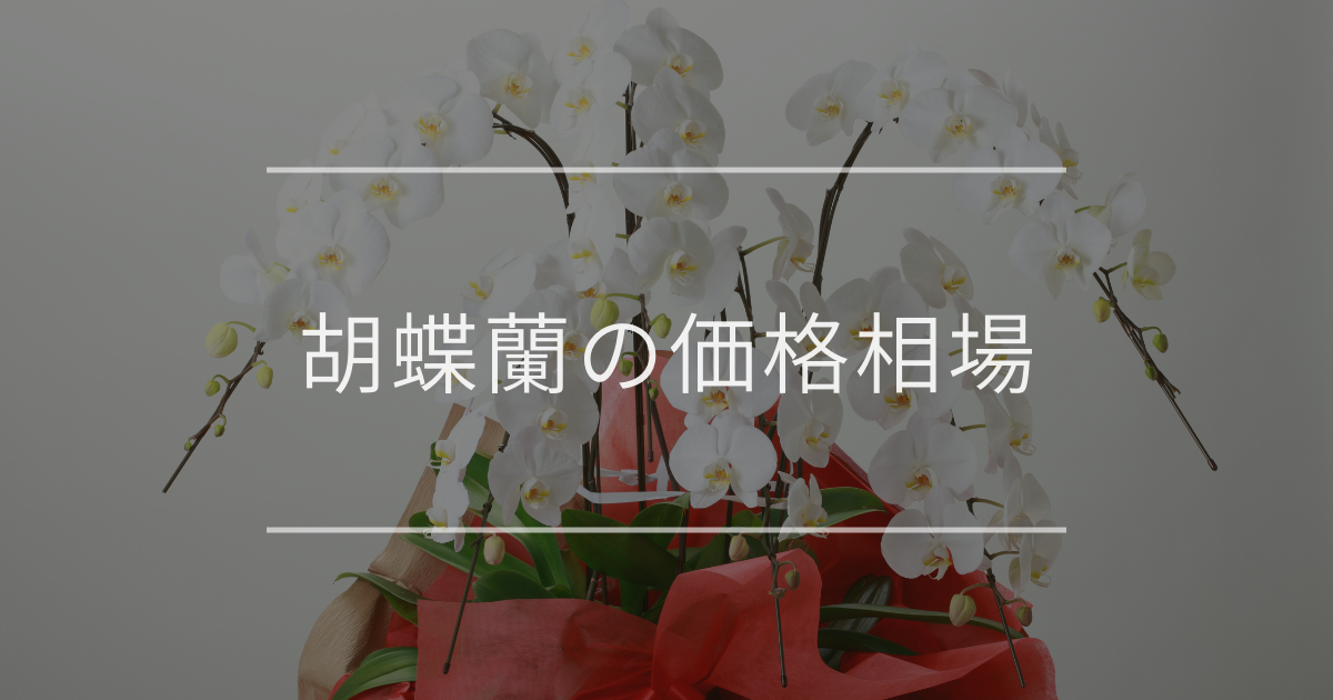 胡蝶蘭の価格相場一覧