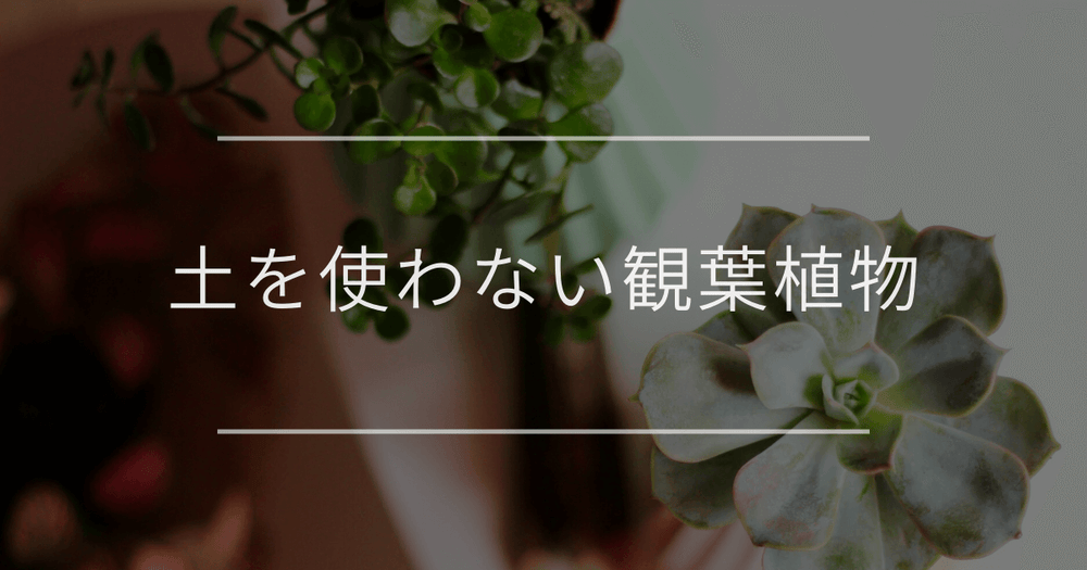 土を使わない観葉植物｜室内で簡単に育てたい人におすすめ