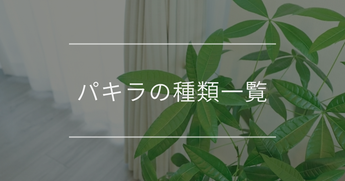 パキラの種類一覧｜特徴・見分け方を紹介 | 観葉植物の通販 AND PLANTS