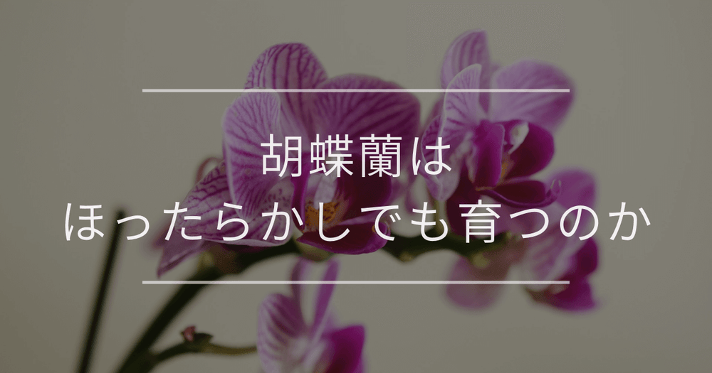 胡蝶蘭はほったらかしでも育つのか｜初心者でもできる育て方