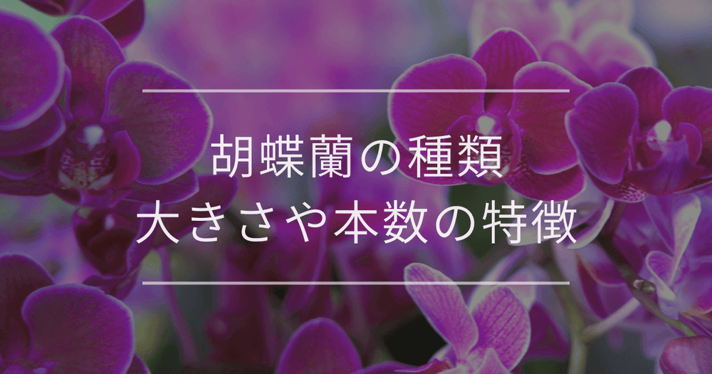 胡蝶蘭の種類｜大きさや本数による特徴や値段の違いを解説