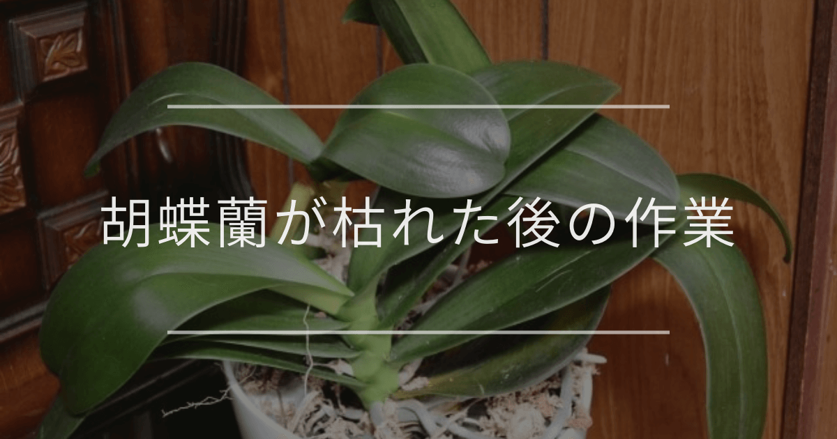 胡蝶蘭が枯れた後の作業