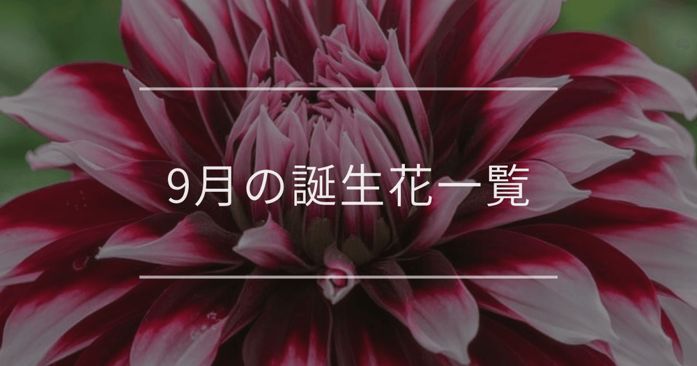 9月の誕生花一覧｜誕生月と誕生日の花言葉