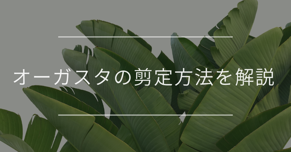 オーガスタの剪定方法｜切る場所、時期など詳細に解説 | 観葉植物の
