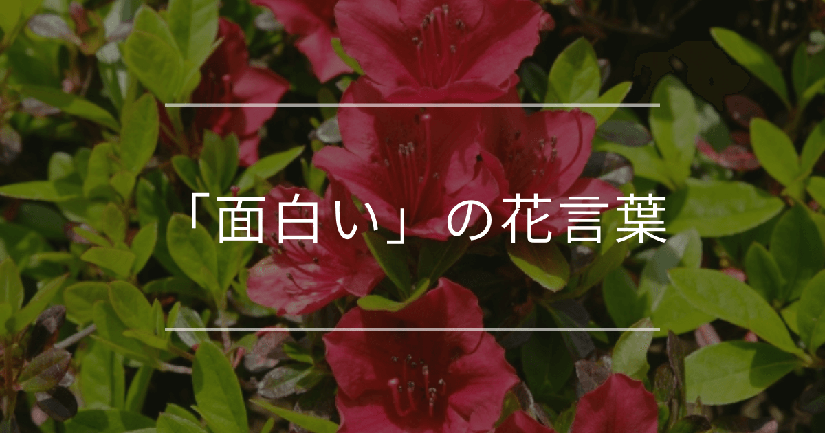 「面白い」の花言葉