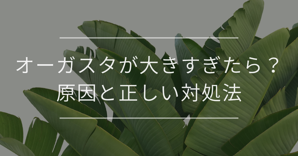 オーガスタが大きすぎたらどうする？原因と「剪定・株分け」による対処法