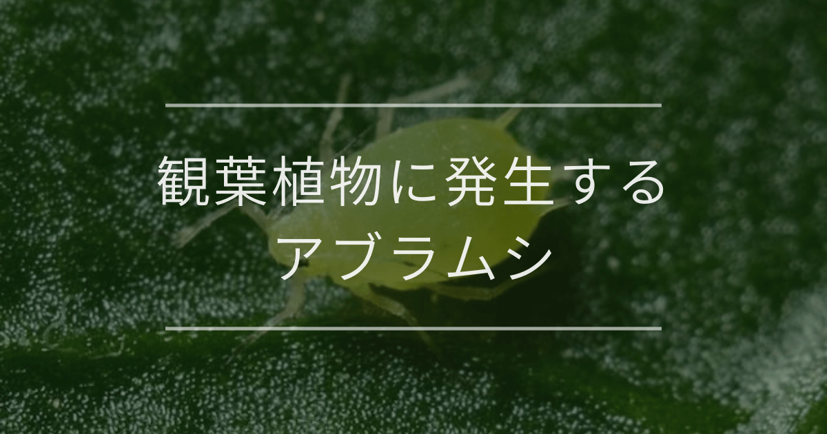 観葉植物に発生するアブラムシ