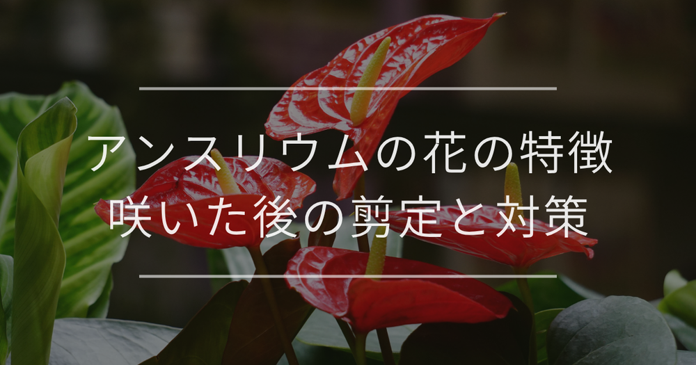 アンスリウムの花の特徴とは？咲き終わった後の剪定や咲かない原因も解説