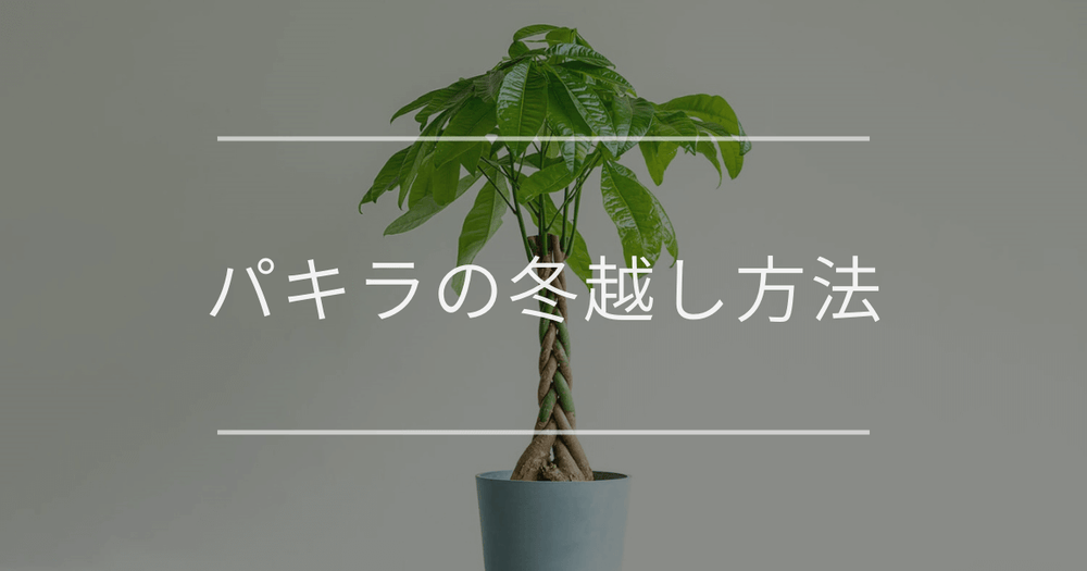 パキラの冬越し方法｜トラブルと対処法について