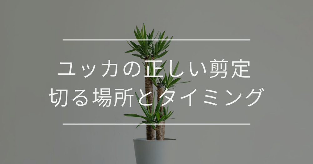 ユッカの剪定方法｜切る場所、時期など詳細に解説