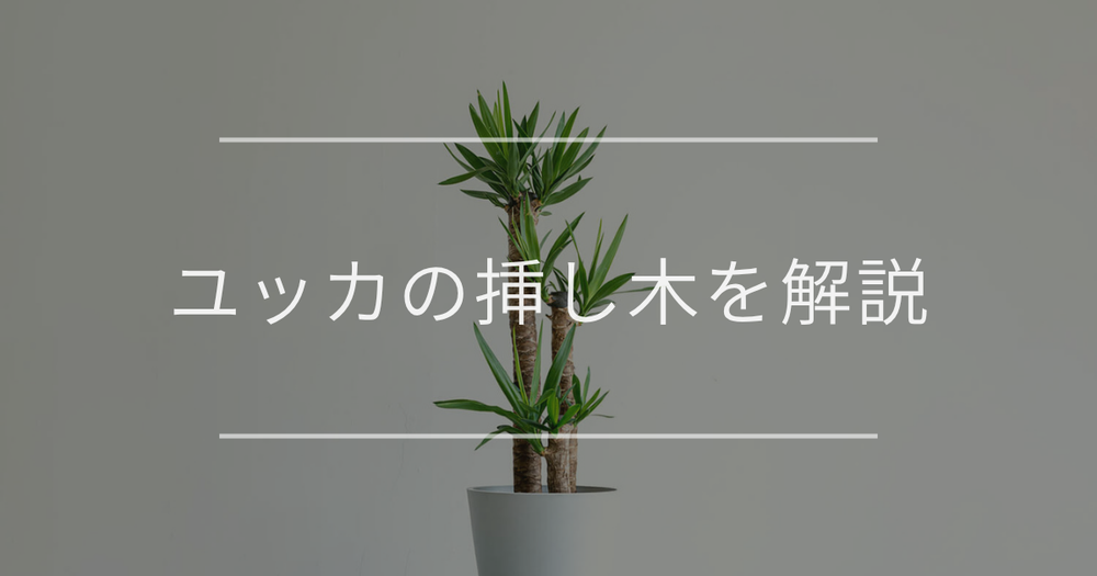 ユッカの挿し木方法！切る場所や挿し木後の対応も解説