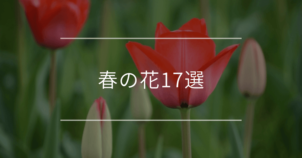 春の花17選｜育てやすい花や長く楽しむコツをご紹介