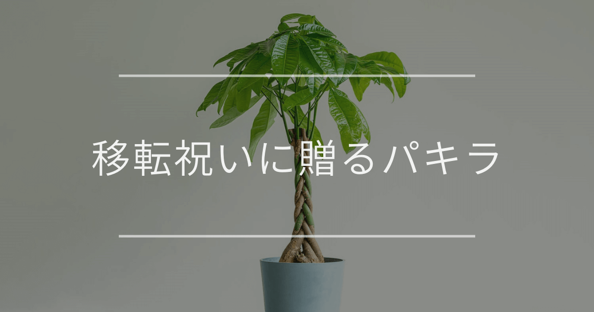 移転祝いに贈るパキラ
