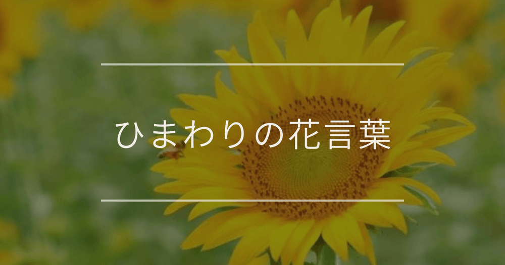 ひまわりの花言葉｜本数別や誕生花、名前の由来