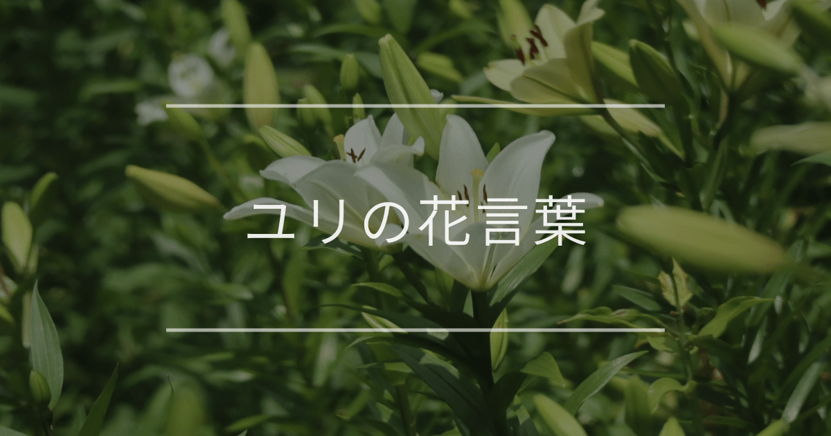 ユリの花言葉