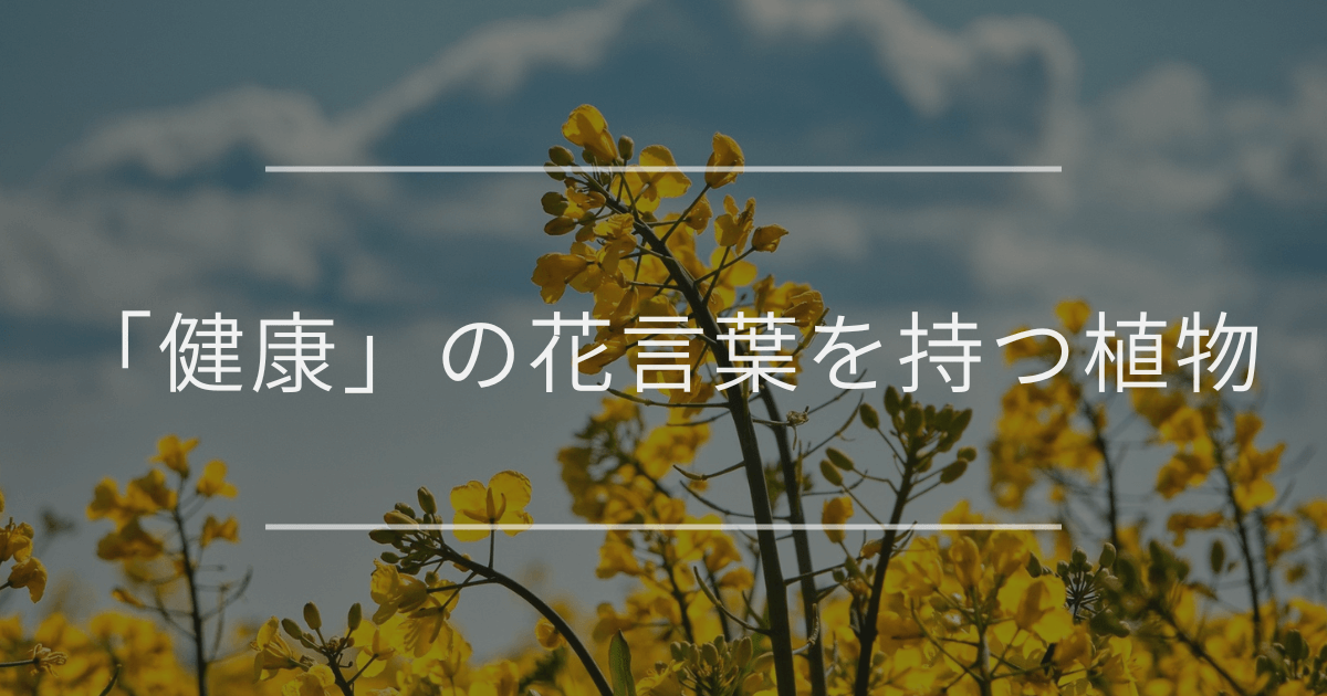 「健康」の花言葉を持つ植物｜大切な人へのギフトにおすすめ