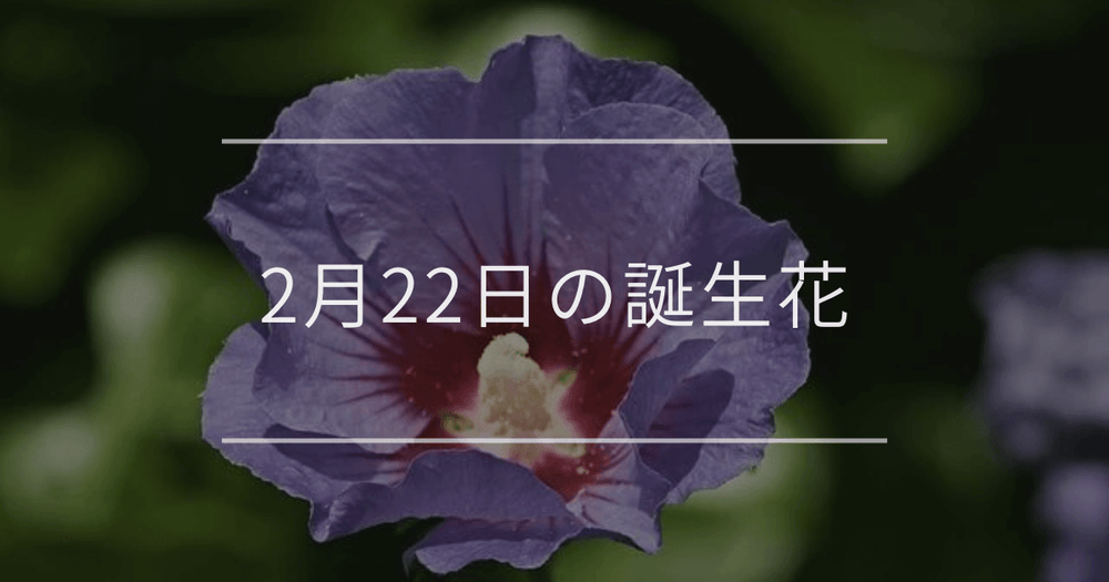 2月22日の誕生花：ムクゲ・ローダンセの花言葉など