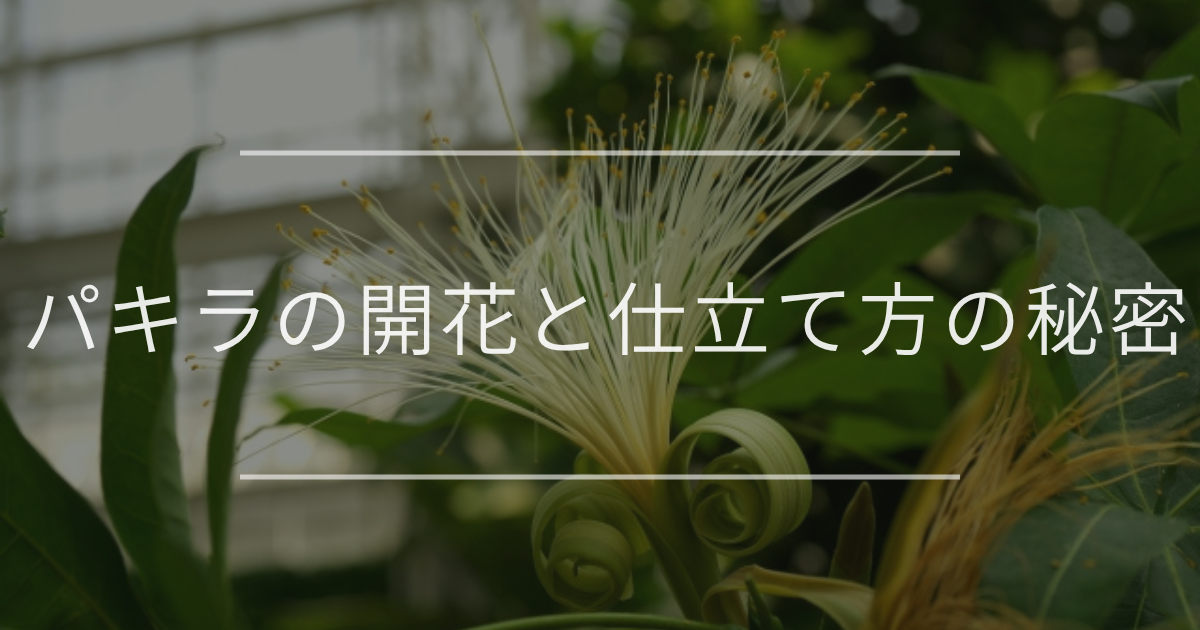 パキラは花が咲く？特徴や花言葉について解説