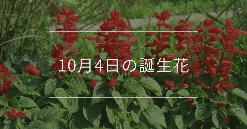 10月4日の誕生花：サルビア・ホワイトレースフラワーの花言葉など