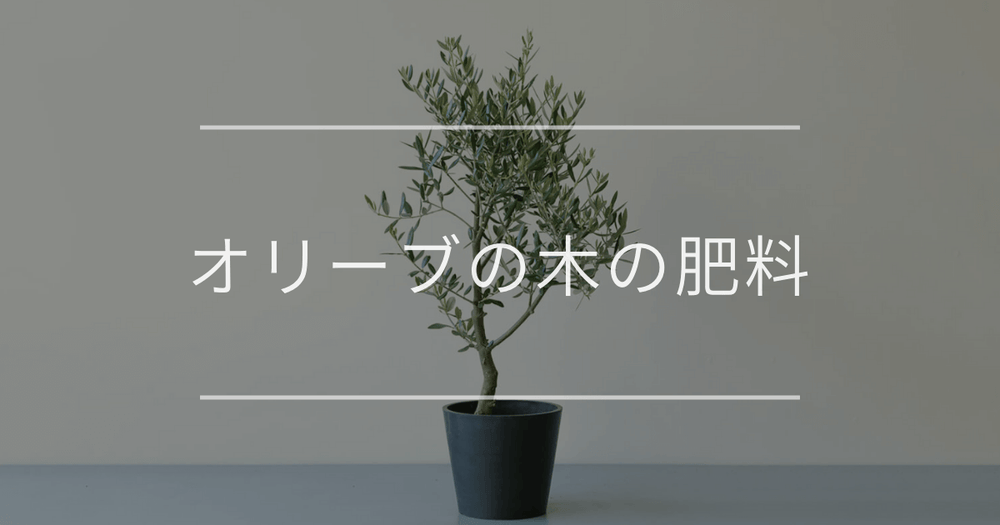 オリーブの木の肥料｜時期と与え方について