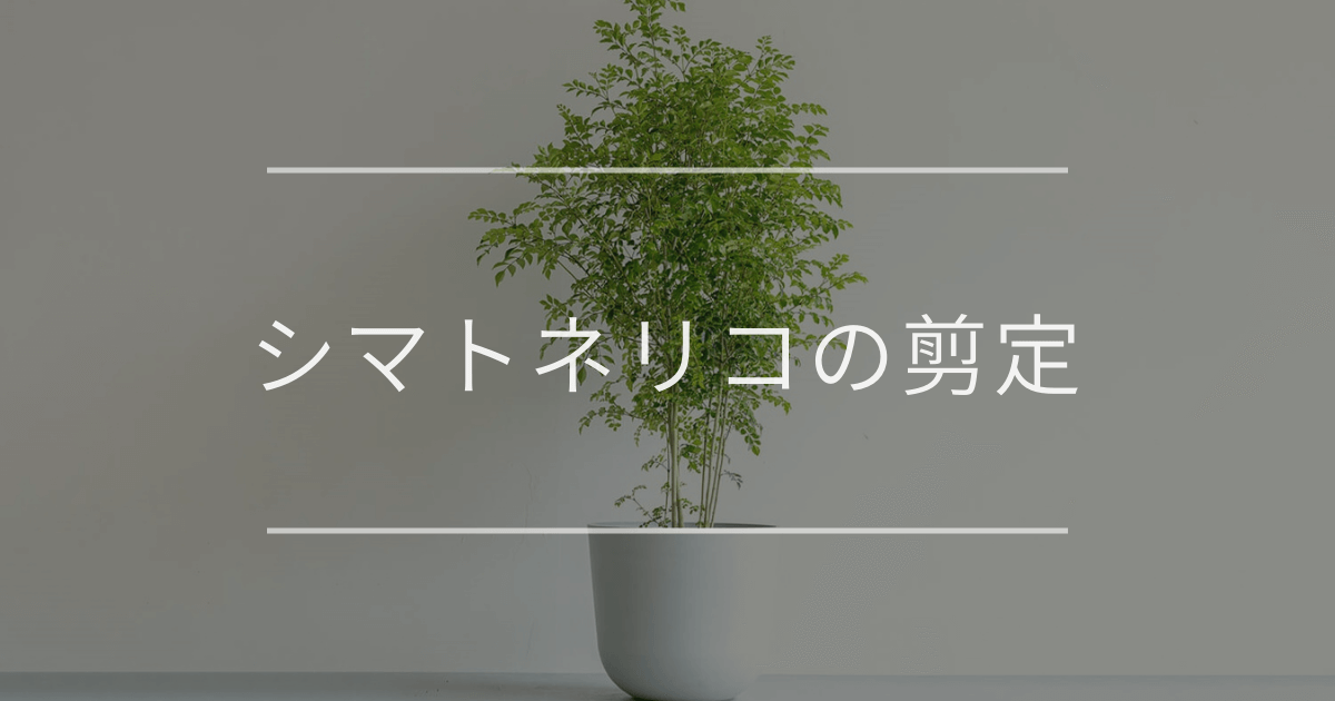 シマトネリコの剪定|理由や切る時期について | 観葉植物の通販 AND シマトネリコの剪定|理由や切る時期について | 観葉植物の通販 AND
