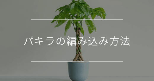 パキラの編み込み方法｜注意点と育て方について