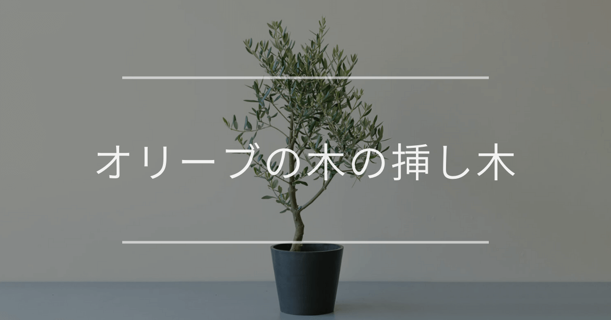オリーブの木の挿し木|時期と方法について | 観葉植物の通販 AND オリーブの木の挿し木|時期と方法について | 観葉植物の通販 AND