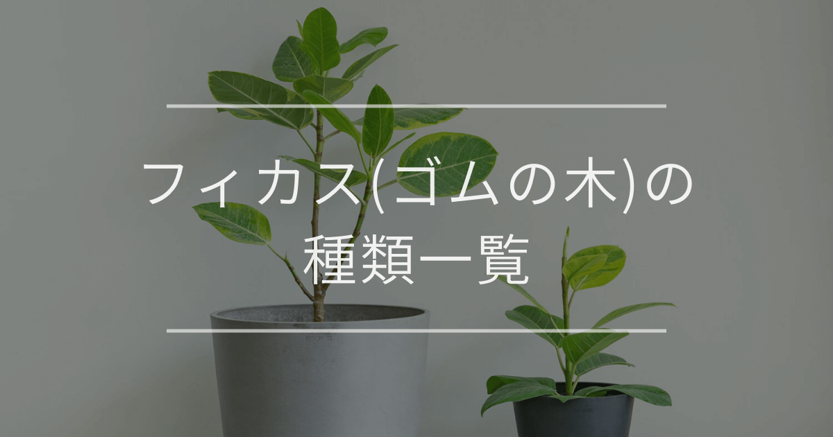 フィカス(ゴムの木)の種類一覧|初心者やギフト向けを紹介 | 観葉植物 フィカス(ゴムの木)の種類一覧|初心者やギフト向けを紹介 | 観葉植物