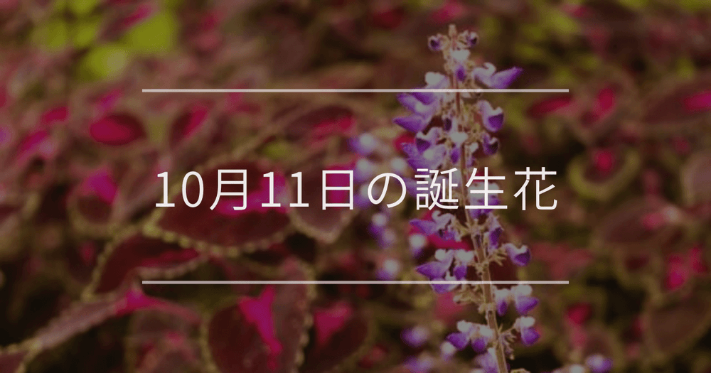 10月11日の誕生花：コリウス・ミソハギの花言葉など