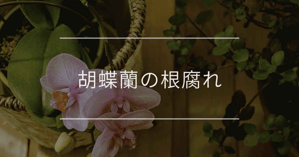 胡蝶蘭の根腐れ｜症状の見分け方と対処法