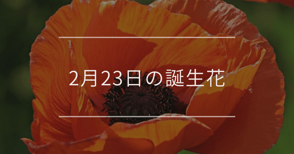 2月23日の誕生花：ポピー・ジンチョウゲの花言葉など