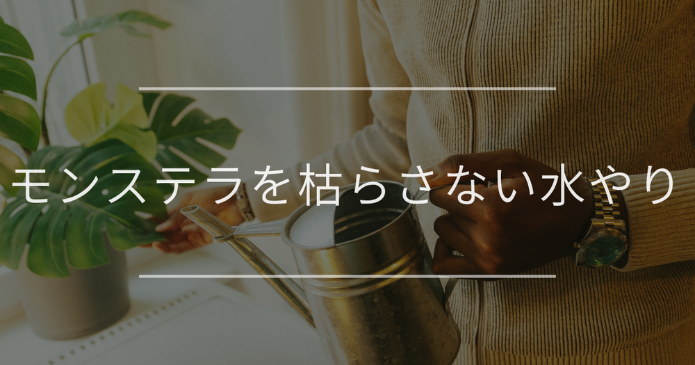 モンステラの季節別水やりの頻度やポイントについて解説