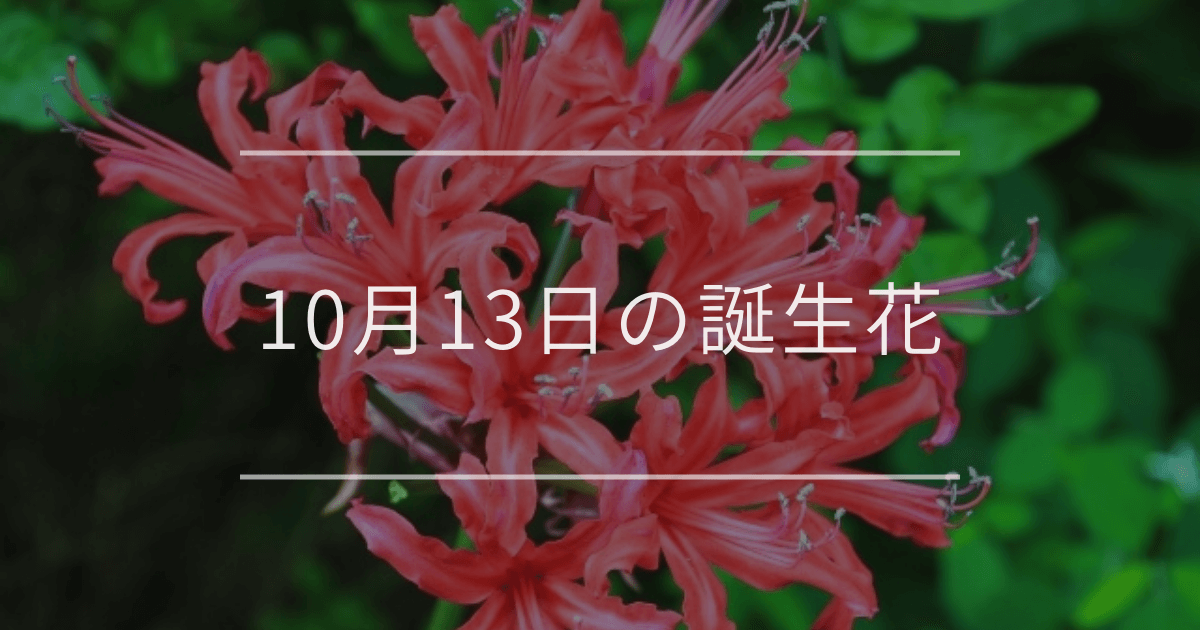 10月13日の誕生花：ネリネ・モミジアオイの花言葉など
