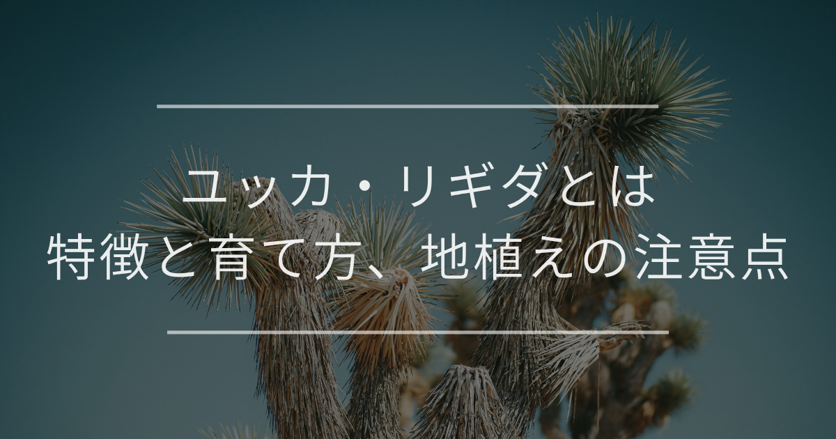 ユッカ・リギダとは｜特徴と育て方、地植えの注意点