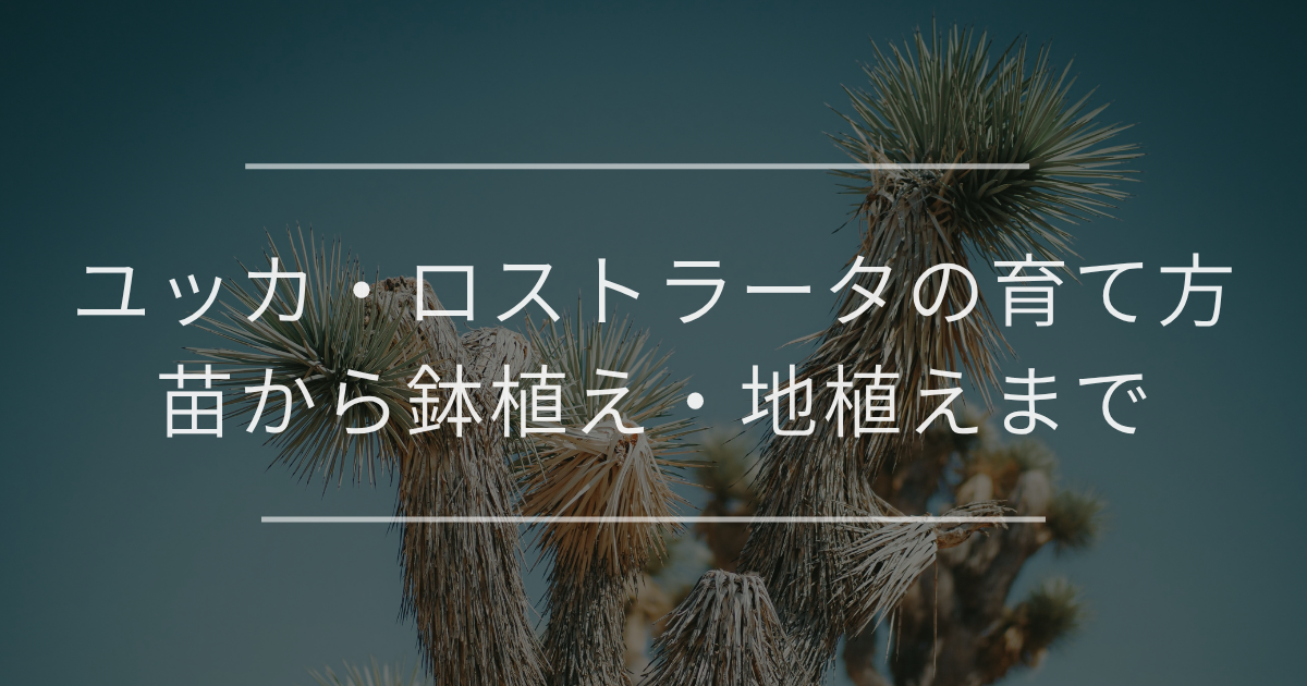 ユッカ・ロストラータの育て方｜苗から鉢植え・地植えまで | 観葉植物