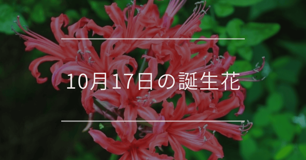 10月17日の誕生花：ネリネ・ムラサキシキブの花言葉など