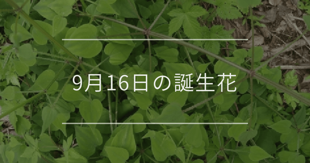 9月16日の誕生花：アカネ・リンドウの花言葉など