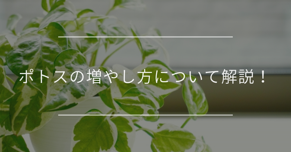 ポトスの増やし方について解説！水挿し・挿し木・株分けそれぞれの方法