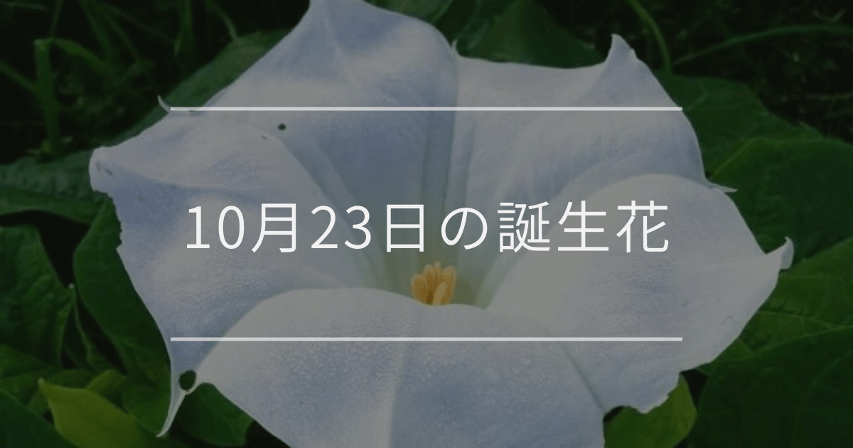 10月23日の誕生花：ダチュラ(チョウセンアサガオ)・アケビの花言葉など